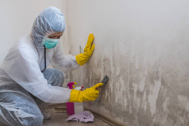 Best Toxic Mold Removal  in Bartlesville, OK