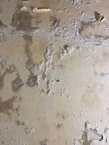 Best Black Mold Removal  in Bartlesville, OK