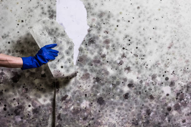 Best Local Mold Removal Service  in Bartlesville, OK