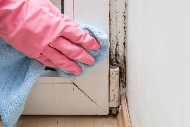 Best Attic Mold Removal  in Bartlesville, OK